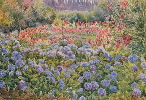 Blue Hydrangeas and Pink Cannas, Alphen, Wynberg