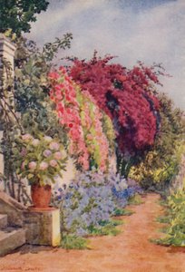 Bougainvillea and Roses, Welgelegen, Rosebank
