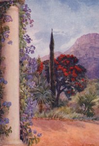 Dark-red Eucalyptus and Solanum Wendlandii at Paradise, Claremont
