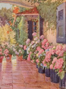 Hydrangeas on the Stoep, Paradise, Claremont