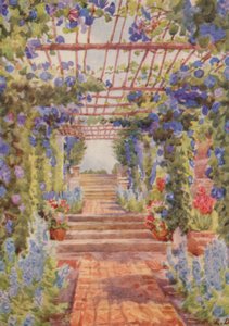 Pergola covered with Blue Ipomoea Learii de Grendel, Tygerberg