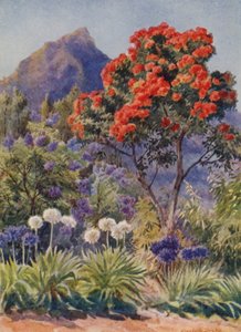 Scarlet-flowering Eucalyptus, near Cape Town