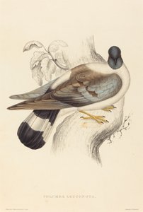 Snow Pigeon by Elizabeth Gould