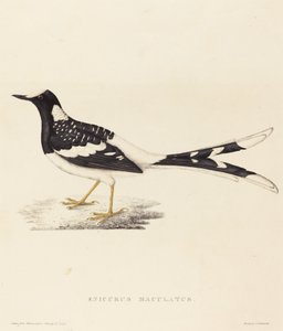 Spotted Forktail by Elizabeth Gould
