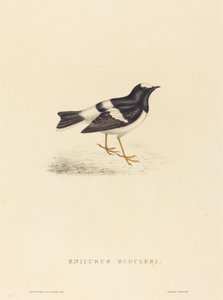 Little Forktail