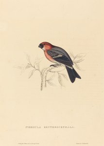 Redheaded Bullfinch
