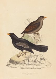 Aztec Thrush