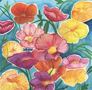 Icelandic Poppies, 2018