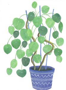 Pilea Plant