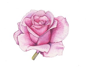 Pink Rose, 2012
