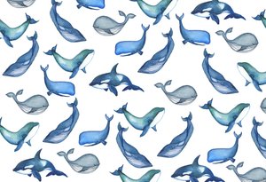 Whales, 2017