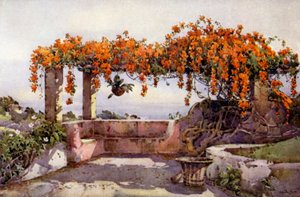 Bignonia Venusta by Ella Du Cane