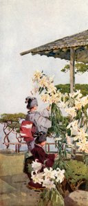 Lilium Auratum