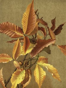 Autumn Leaves No. 3 Beech