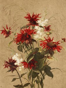 Balm and Spiraea