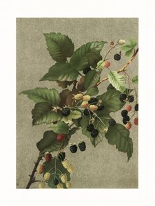 Blackberries