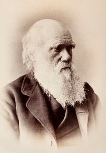 Charles Darwin: English Naturalist by Elliott und Fry Studio