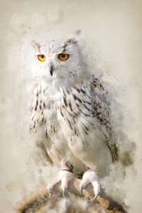 Majestic Snowy Owl Gaze by Ema Paraschiv