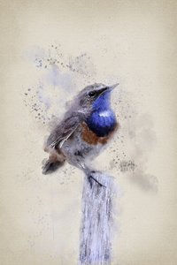 Serene Watercolor Bluethroat by Ema Paraschiv