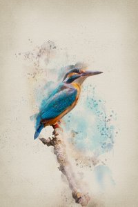 Vibrant Kingfisher Watercolor by Ema Paraschiv