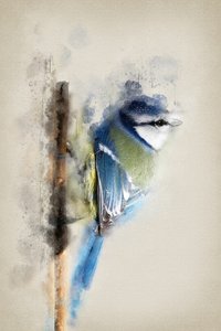 Watercolor Blue Tit by Ema Paraschiv