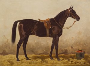 Saddled Black Horse by Emil Volkers