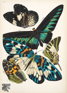 Plate 10, from Papillons, pub. 1925