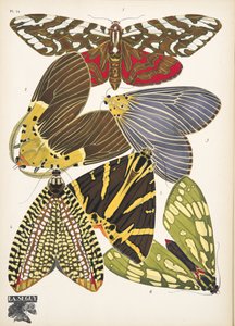 Plate 14, from Papillons, pub. 1925 by Émile Allain Séguy