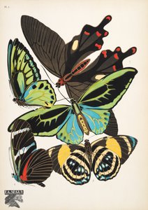 Plate 1, from Papillons, pub. 1925 by Émile Allain Séguy