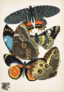 Plate 2, from Papillons, pub. 1925 by Émile Allain Séguy