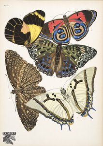 Plate 12, from Butterflies, pub. 1925