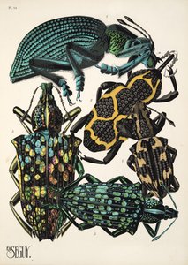 Plate 14 from Insectes, pub. 1930