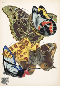 Plate 15, from Butterflies, pub. 1925 by Émile Allain Séguy