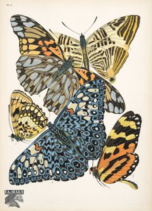 Plate 3, from Papillons, pub. 1925 by Émile Allain Séguy