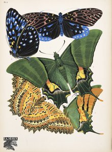 Plate 6, from Butterflies, pub. 1925 by Émile Allain Séguy