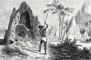 Nets of the White Ants, Termites (engraving) by Emile Antoine Bayard