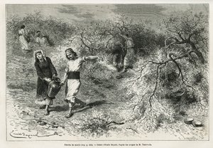 The collection of putty during the summer season (Drawing by Emile Bayard) by Emile Antoine Bayard