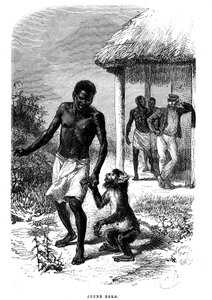 Young Soko monkey in Africa. Engraving by Emile Bayard (1837-1891) illustrating the last stories of explorer David Livingstone by Emile Antoine Bayard