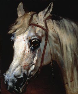 Head of an Arab horse, c.1840-50 by Emile Jean Horace Vernet