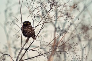 Watchful Little Owl by Emilian Avramescu