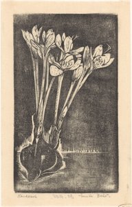Autumn Crocus
