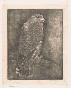 Falcon on a Branch by Emilius Wilhelmus Dehé (signed by artist)
