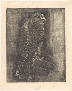 Falcon on a Branch by Emilius Wilhelmus Dehé