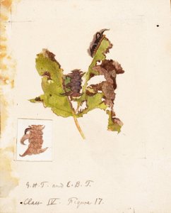 Crumpled Leaf Caterpillar by Emma Beach Thayer