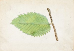 Jagged Leaf Edge Caterpillar, late 19th-early 20th century