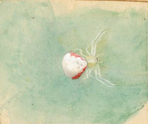 Porcelain-White Spider