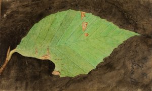 Smaller Spotted Beach Leaf Edge Caterpillar, late 19th-early 20th century
