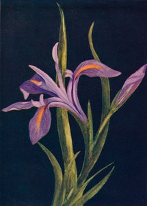 Ground Iris, c1915 by Emma Graham Clock