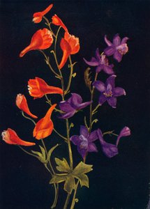 Scarlet and Blue Larkspur