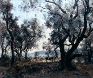 Olive Trees Around Cap Martin